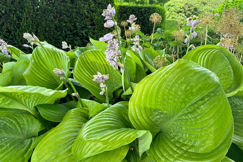 Hartlelie - Hosta 'Sum and Substance' in bloei