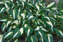 Hartlelie - Hosta 'Undulata Mediovariegata'