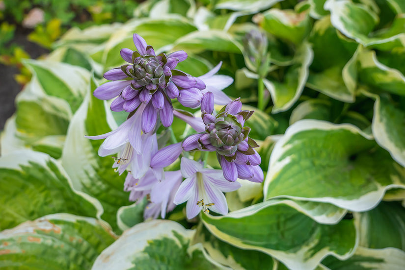 Hartlelie - Hosta 'Wide Brim' in bloei