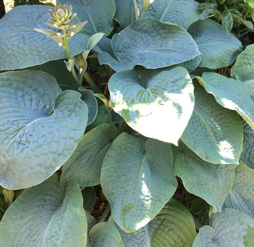 Hosta border big daddy