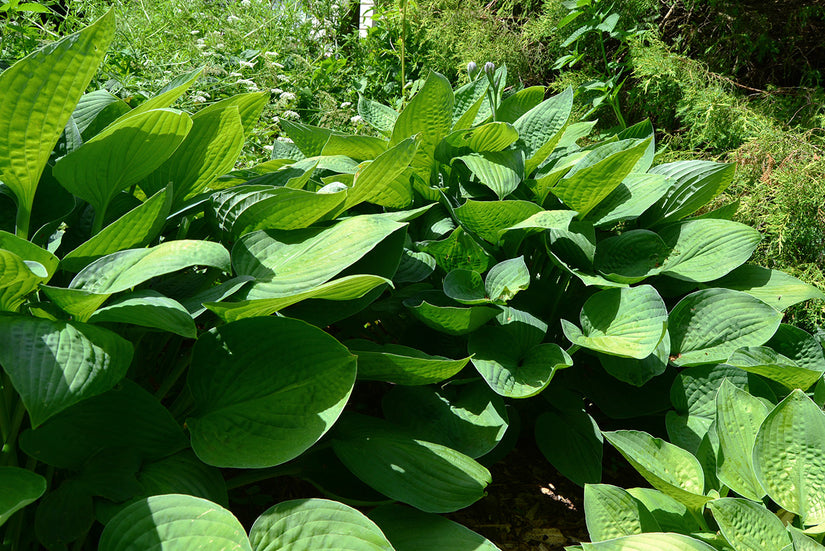 Groot blad Hosta sieboldiana 'Elegans'