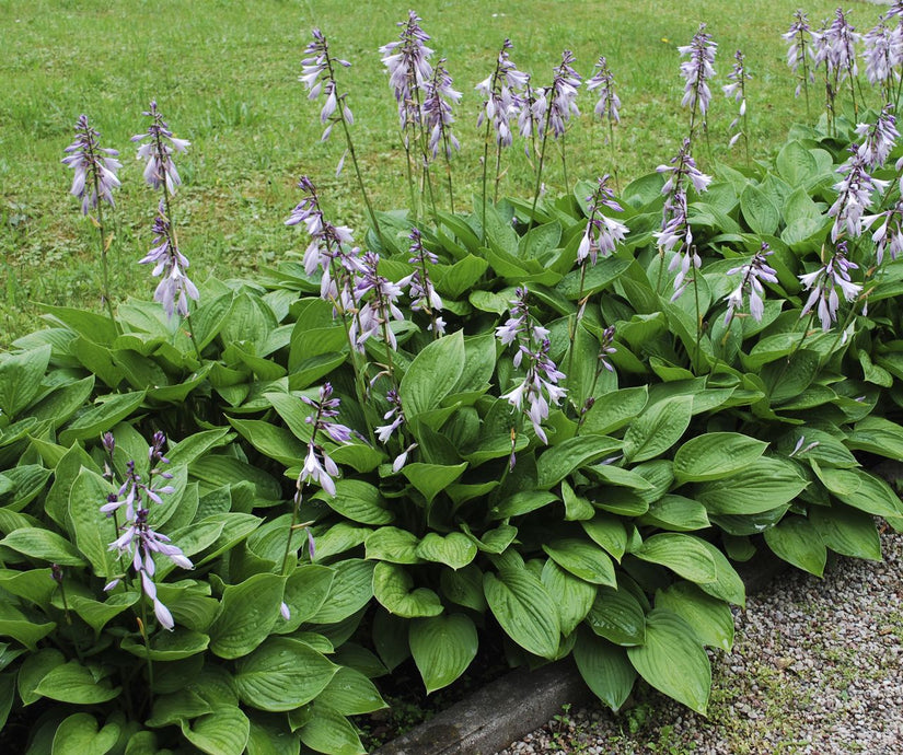 Biologisch Hartlelie - Hosta sieboldiana 'Elegans'