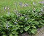 Biologisch Hartlelie - Hosta sieboldiana 'Elegans'