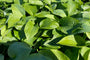 Hartlelie - Hosta sieboldiana 'Elegans'