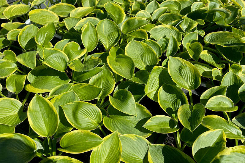 Blad Hosta sieboldiana 'Frances Williams'