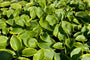 Blad Hosta sieboldiana 'Frances Williams'