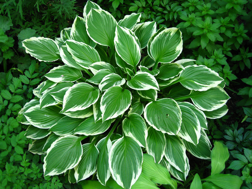 Hosta undulata Albomarginata