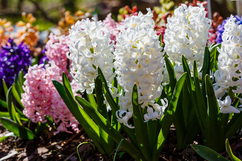 Hyacint - Hyacinthus orientalis in verschillende kleuren