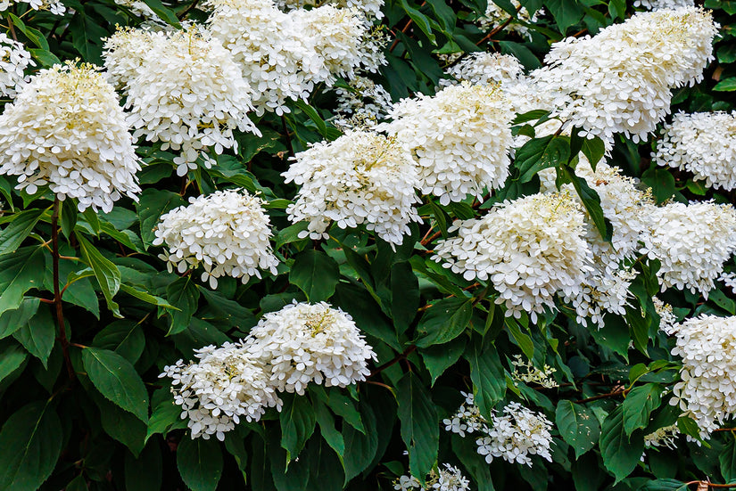 Hortensia - Hydrangea Arborescens 'Grandiflora'