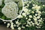 Hortensia - Hydrangea Arborescens 'Strong Annabelle'