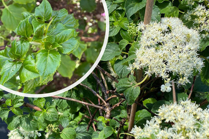 Klimhortensia Hydrangea anomala subsp. petiolaris - bloei