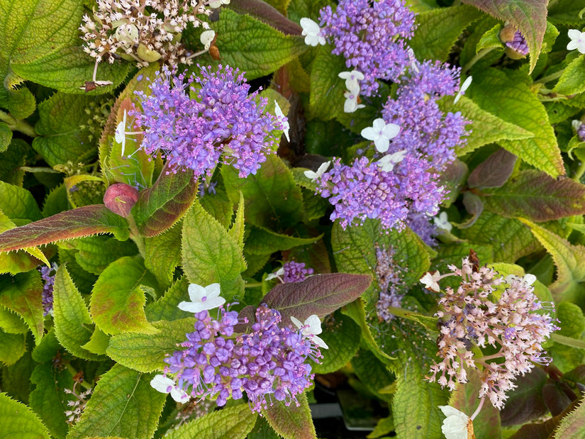 Hortensia - Hydrangea involucrata