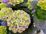 Hydrangea macrophylla 'Magical Amethyst'