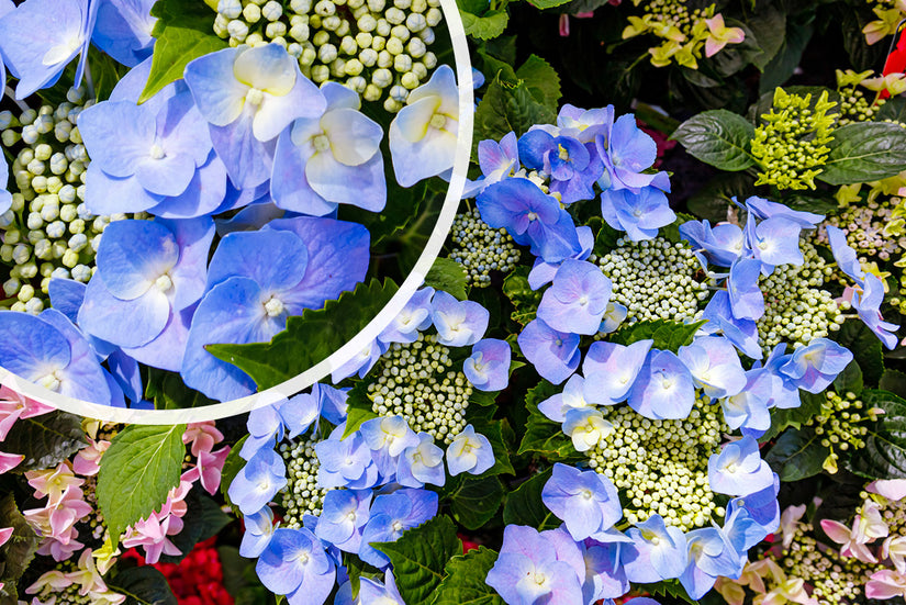 Hortensia - Hydrangea macrophylla 'Mariesii Perfecta'