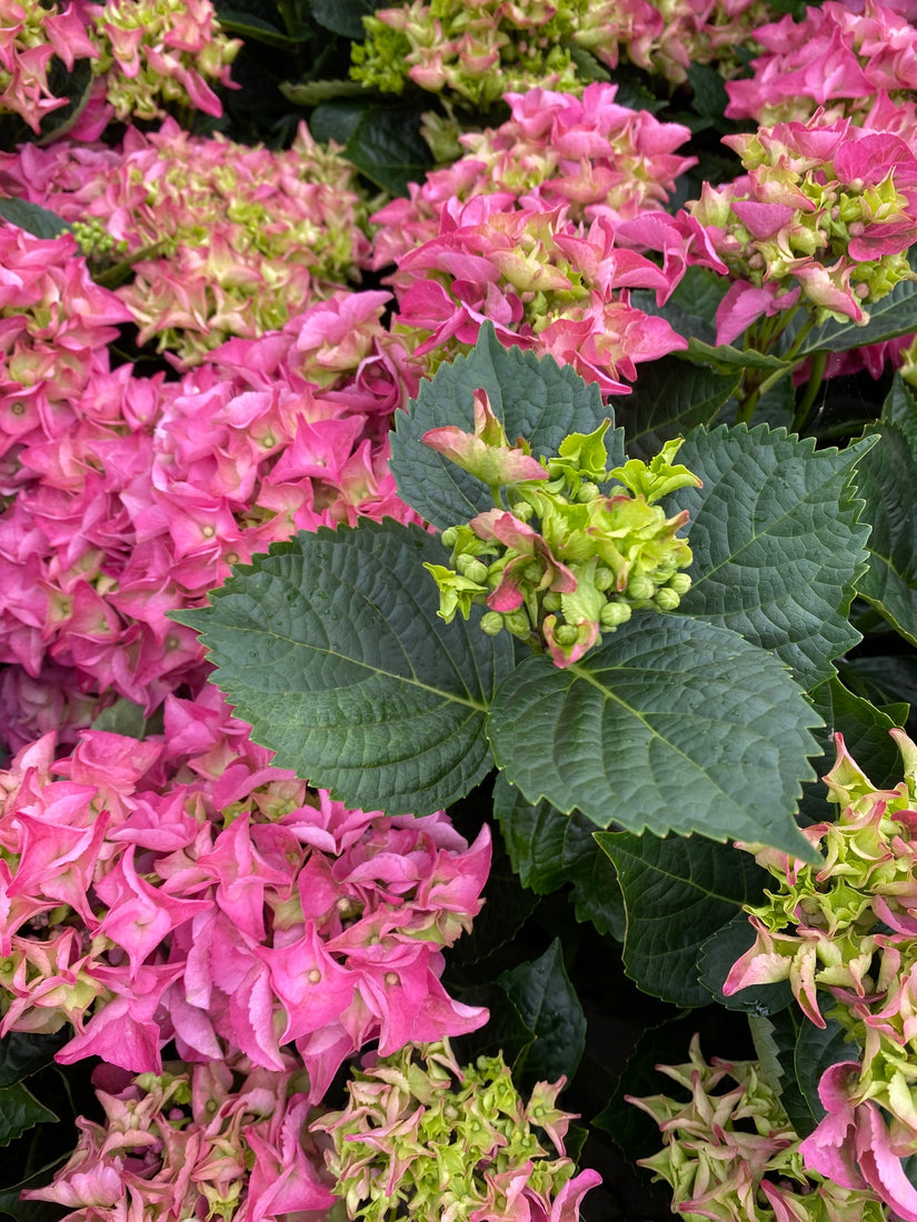  Hortensia - Hydrangea macrophylla