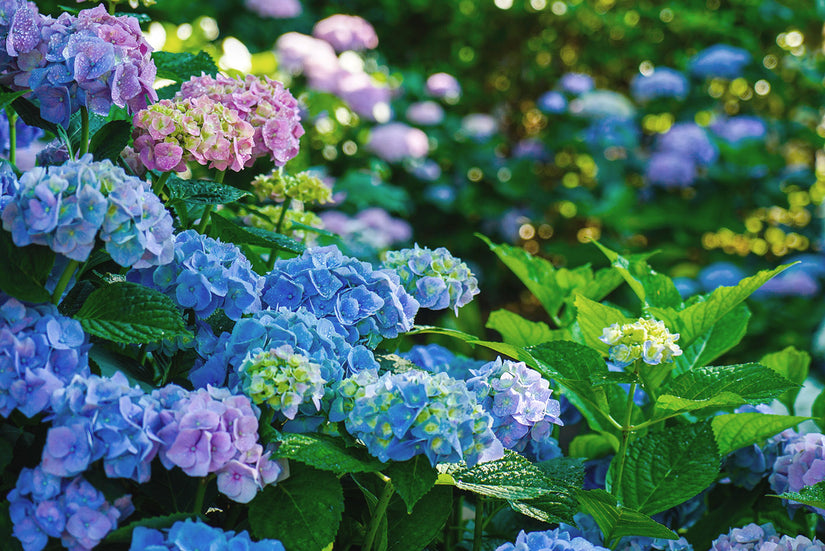 Hydrangea-macrophylla-Renate-Steiniger.jpeg