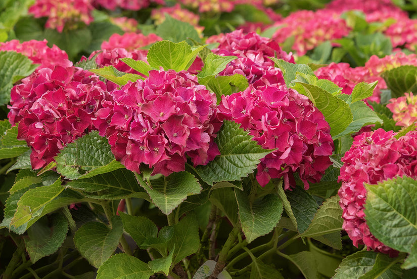 Hydrangea macrophylla 'alpenglühen' bloei