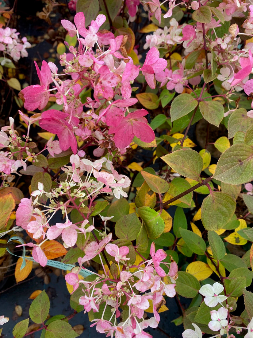 Pluimhortensia - Hydrangea paniculata 'Diamant Rouge'