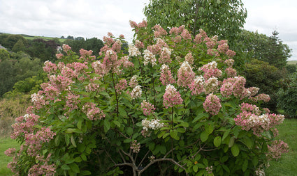  Hortensia - Hydrangea paniculata 'Pink Diamond'