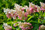 Hydrangea paniculata 'Pinky Winky'