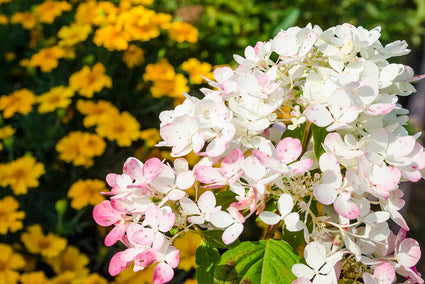 Pluimhortensia - Hydrangea paniculata 'Wim's Red' in bloei