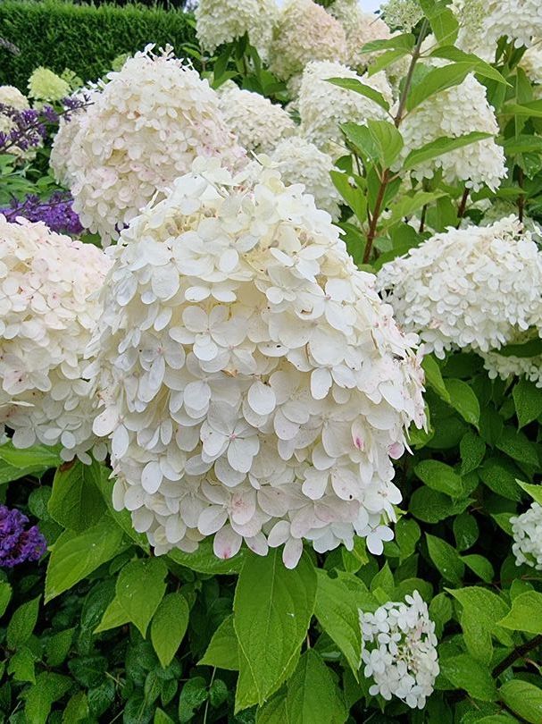 Hydrangea paniculata 'Grandiflora'