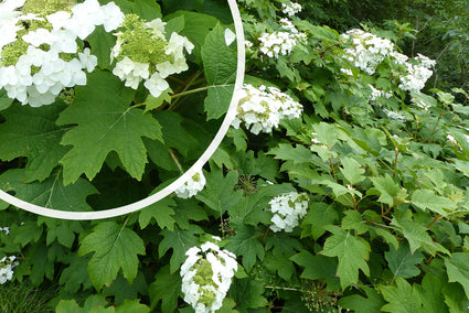  Eikenbladhortensia - Hydrangea quercifolia 'Alice'