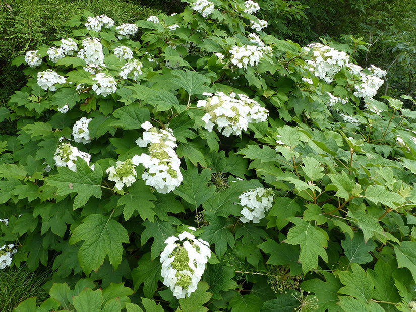  Eikenbladhortensia - Hydrangea quercifolia 'Alice' - Sierheester