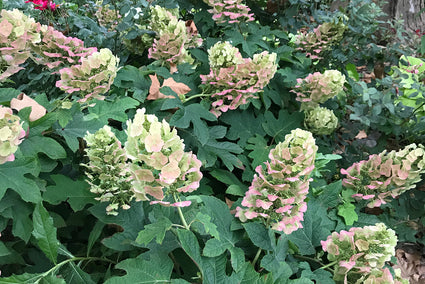 Hydrangea quercifolia 'Munchkin'