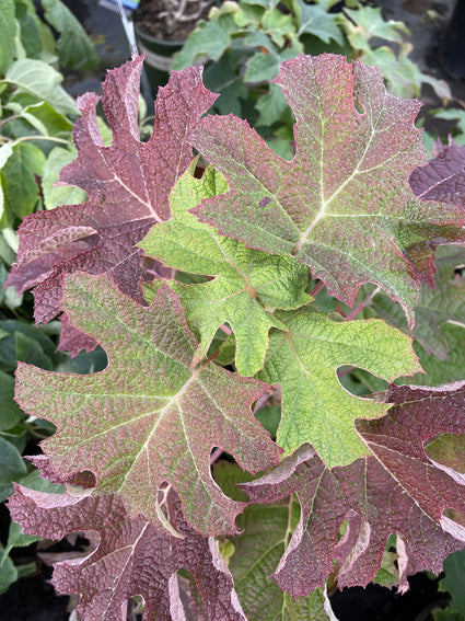 Blad Eikenbladhortensia - Hydrangea quercifolia 'Ruby Slippers'