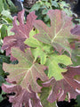 Blad Eikenbladhortensia - Hydrangea quercifolia 'Ruby Slippers'