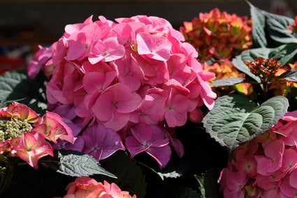 Hortensia - Hydrangea serrata 'Preziosa'