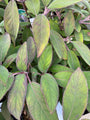 Grootbloemige chinese hortensia - Hydrangea villosa 'Velvet Lace'