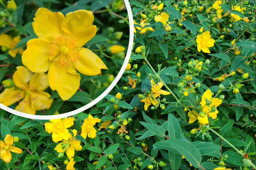 Hertshooi - Hypericum 'Hidcote' bloeiwijze