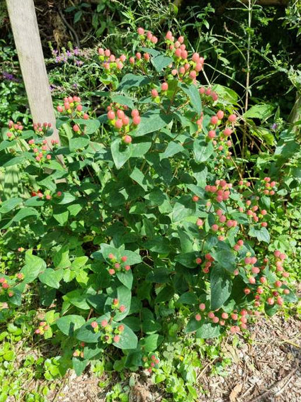 Hypericum tuinplanten