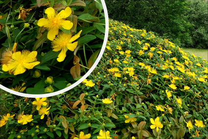 Hertshooi - Hypericum calycinum bloeiwijze