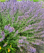 Hyssop - Hyssopus officinalis