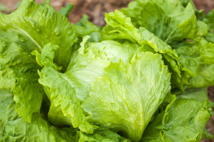 IJsbergsla - Lactuca sativa