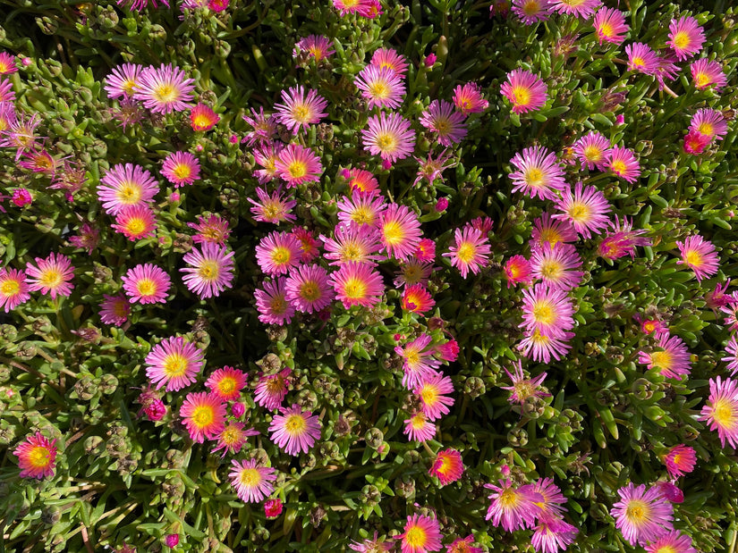 IJsbloem - Delosperma cooperi