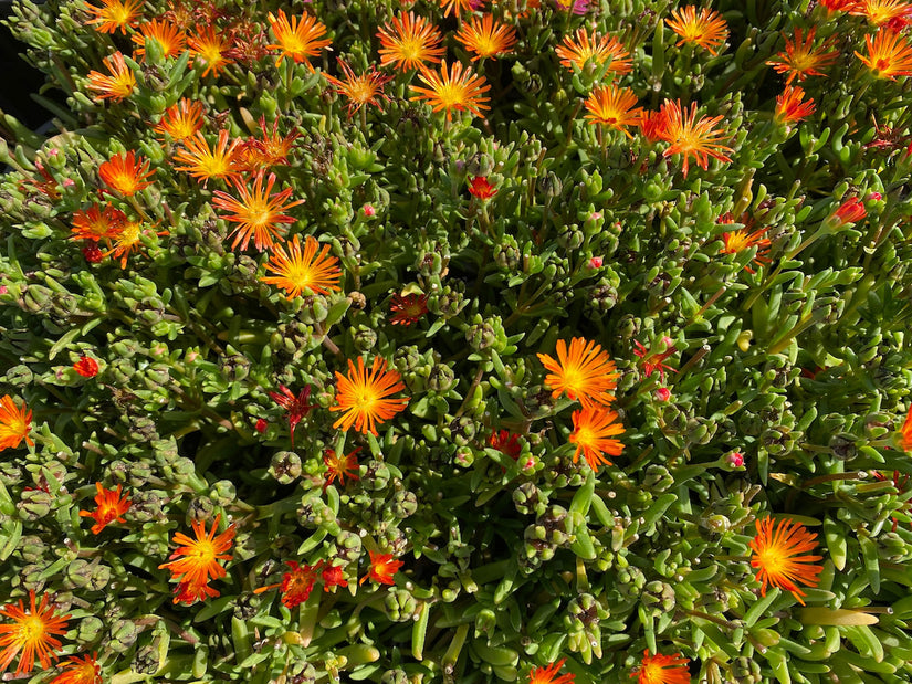 IJsbloem - Delosperma cooperi - Oranje