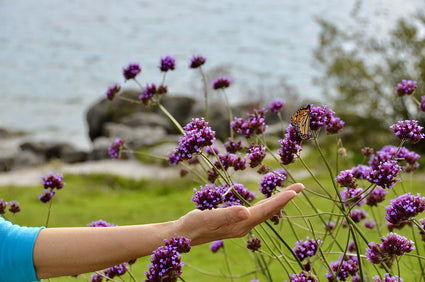 IJzerhard - Verbena bonariensis 'Lollipop'