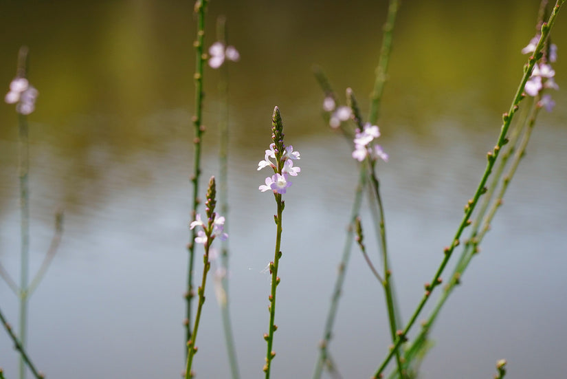 IJzerhard - Verbena officinalis