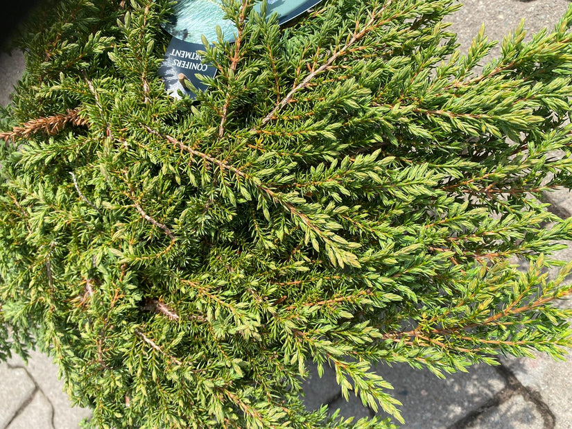 klant foto green carpet conifeer juniperus