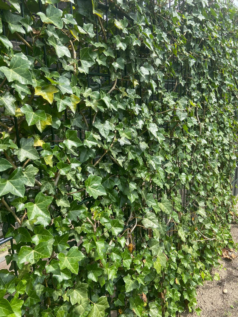 hedera woerner scherm klimplanten klimop stalen scherm metalen