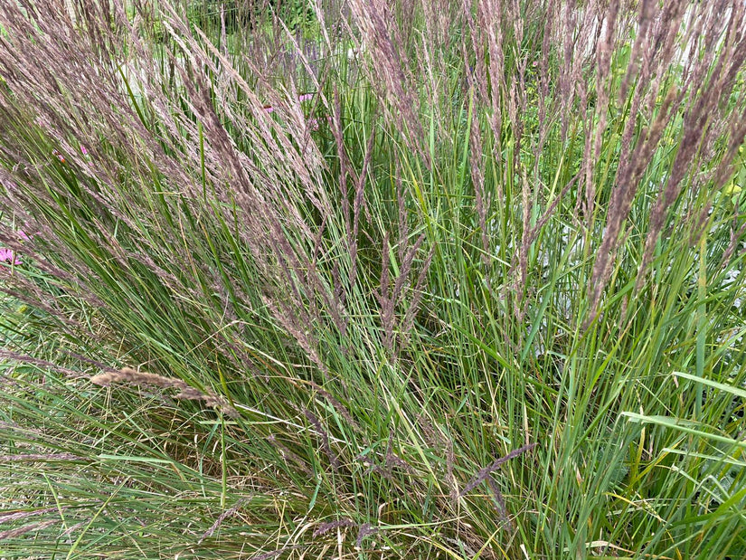 siergras borderpakket