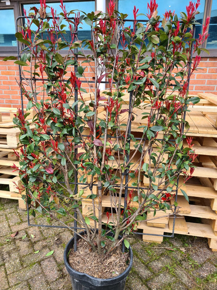 Glansmispel - Photinia fraseri 'Red Robin Compacta'