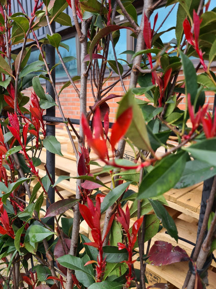 Glansmispel - Photinia fraseri 'Red Robin Compacta'