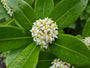 Skimmia