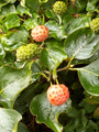 Japanse grootbloemige kornoelje - Cornus kousa var. chinensis