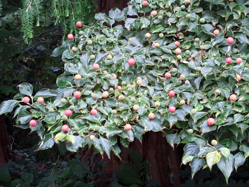 Japanse grootbloemige kornoelje - Cornus kousa var. chinensis